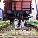 2022 Newton Brandon  Hundeshooting Hafen 006