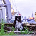 2022 Newton Brandon  Hundeshooting Hafen 011