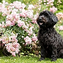 2023 Hundeshooting Frieda 008b