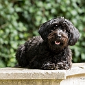 2023 Hundeshooting Frieda 010d