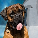 2023 Bobby Hundeshooting 002b