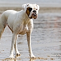 2023 Georgi Hundestrandshooting 001c