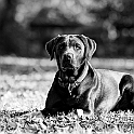 2024 Hundeshooting mit Hans im Jersbek Park
