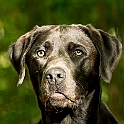 2024 Hundeshooting mit Hans im Jersbek Park