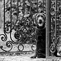 2024 Hundeshooting mit Hans im Jersbek Park