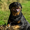 2024 Hundeshooting mit Scotty