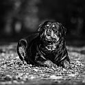 2024 Hundeshooting mit Scotty