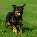 2024 Hundeshooting mit Scotty