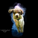 2024 Holishooting mit Louie