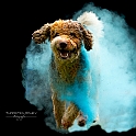2024 Holishooting mit Louie