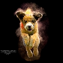 2024 Holishooting mit Louie