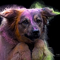 2025 Holishooting mit Goldi