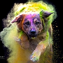 2025 Holishooting mit Goldi