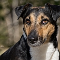 2025 Hundeshooting mit Trixi im Bunkerwald Geesthacht