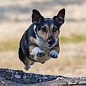 2025 Hundeshooting mit Trixi im Bunkerwald Geesthacht
