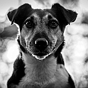 2025 Hundeshooting mit Trixi im Bunkerwald Geesthacht
