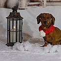2025 Hundeweihnachtsshooting Charly 005a