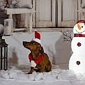 2025 Hundeweihnachtsshooting Charly 006a