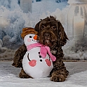 2025 Hundeweihnachtsshooting Juna  001b