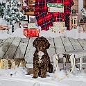 2025 Hundeweihnachtsshooting Juna  004
