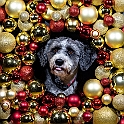 2025 Hundeweihnachtsshooting Lea 001