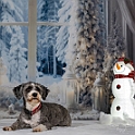 2025 Hundeweihnachtsshooting Lea 004b