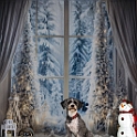 2025 Hundeweihnachtsshooting Lea 005a