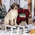 2025 Louie Weihnachtsshooting 005