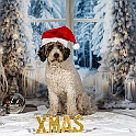 2025 Louie Weihnachtsshooting 008