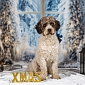 2025 Louie Weihnachtsshooting 010