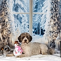2025 Louie Weihnachtsshooting 012