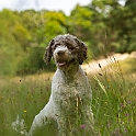 2025 Hundeshooting mit Louie im Bunkerwald Geesthacht
