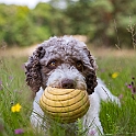 2025 Hundeshooting mit Louie im Bunkerwald Geesthacht