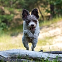 2025 Hundeshooting mit Louie im Bunkerwald Geesthacht