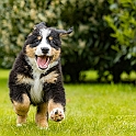 Wolli Welpenshooting 003a