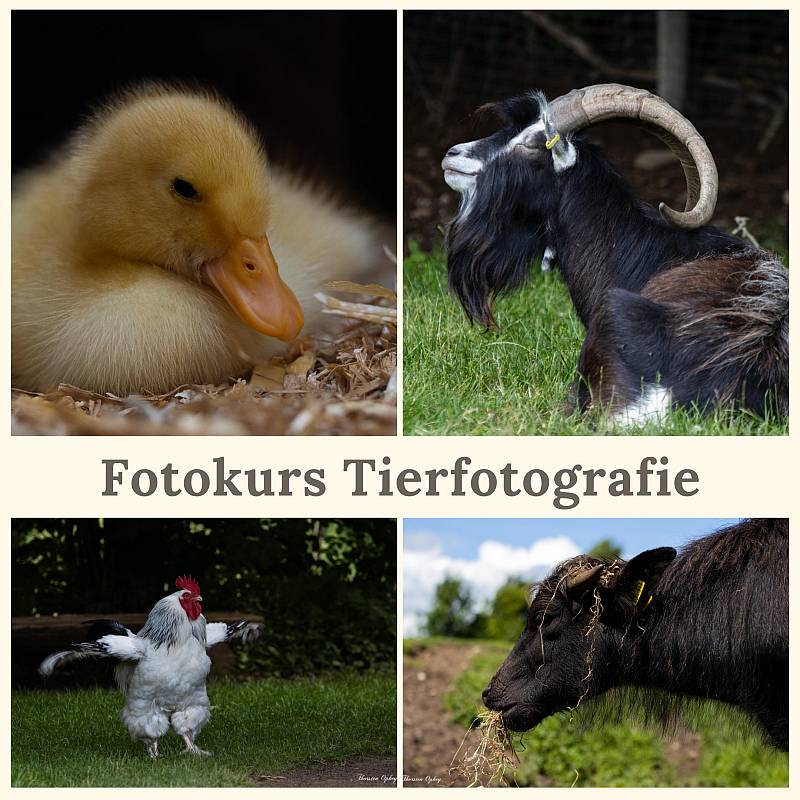 Tierfotografie Arche Warder