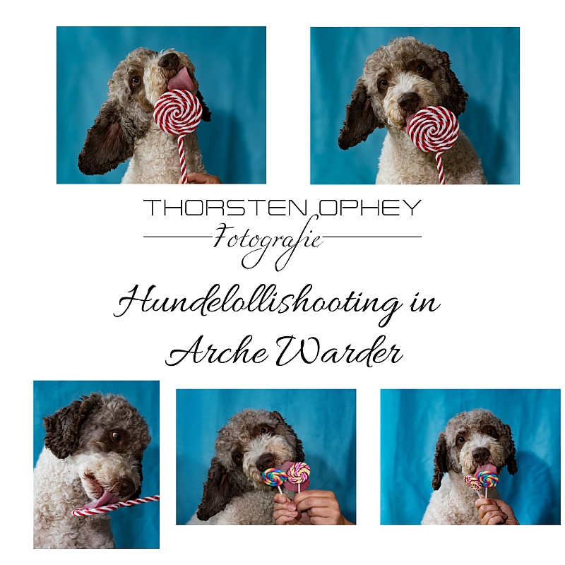 Hundelollishooting Arche Warder