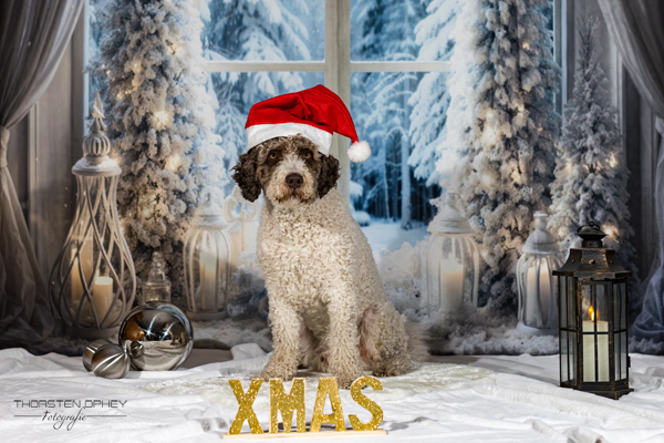 Hunde Weihnachtsshooting